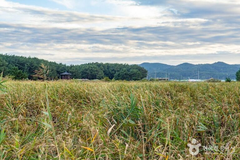 [경북] 평해사구습지 생태공원