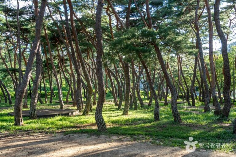 [경북] 목계솔밭(청송)