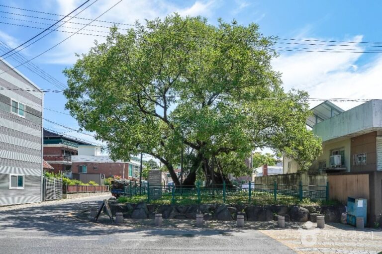 [경북] 의성읍 도서동의 회나무