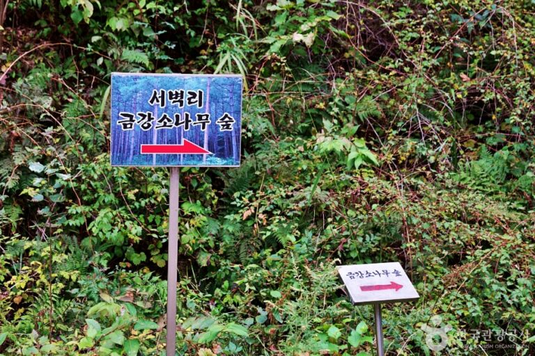 [경북] 서벽금강소나무숲