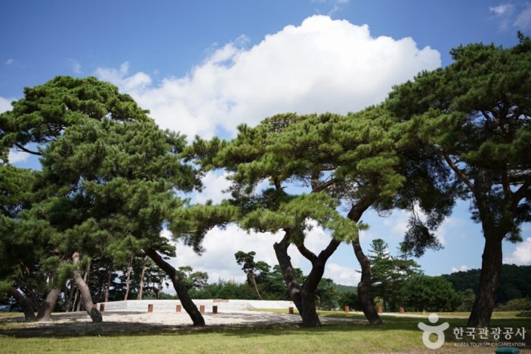 [경북] 경주 나정