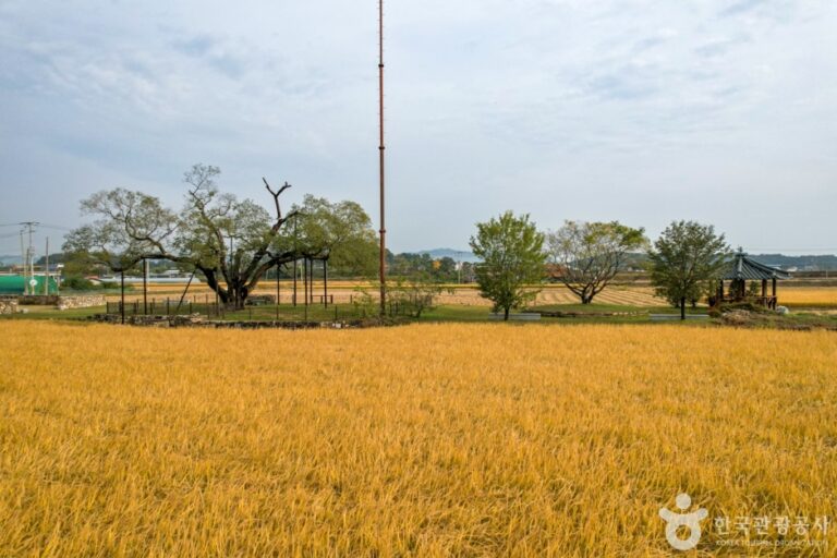 [경북] 예천 금남리 황목근(팽나무)