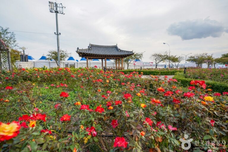 [경북] 영일대 장미원