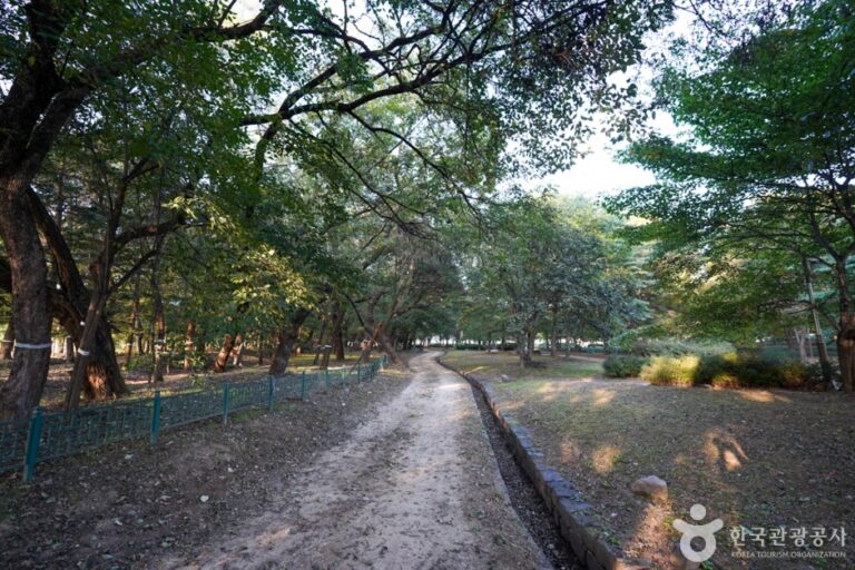 [경북] 의성 사촌리 가로숲