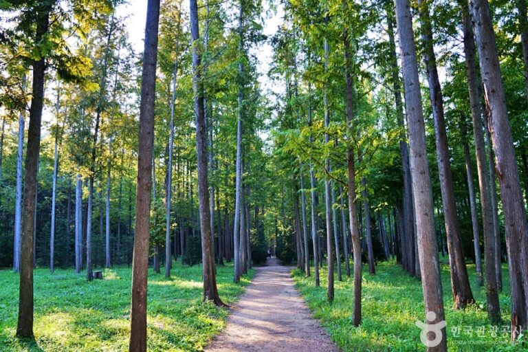 [경북] 벌영리 메타세콰이어길