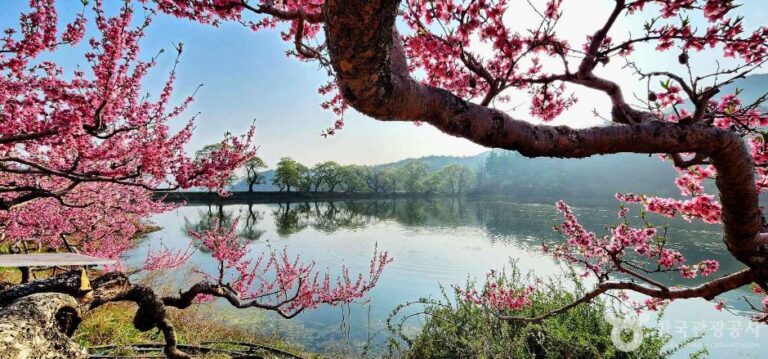 [경북] 반곡지