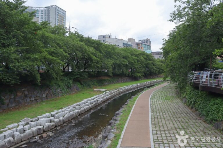 [울산] 무거천 벚꽃길