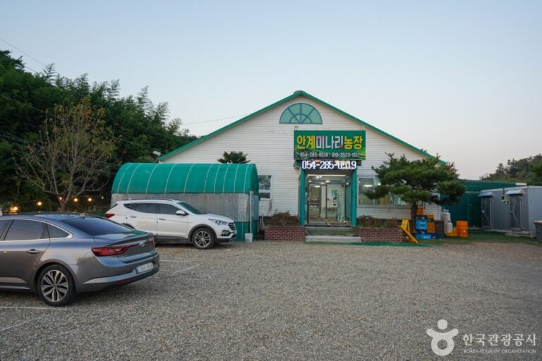 [경북] 안계미나리농장