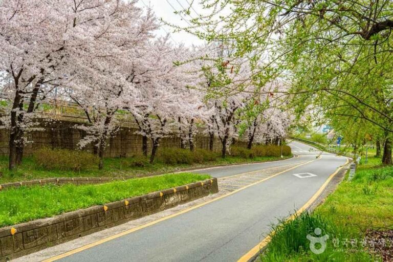 [광주] 광주천 벚꽃길