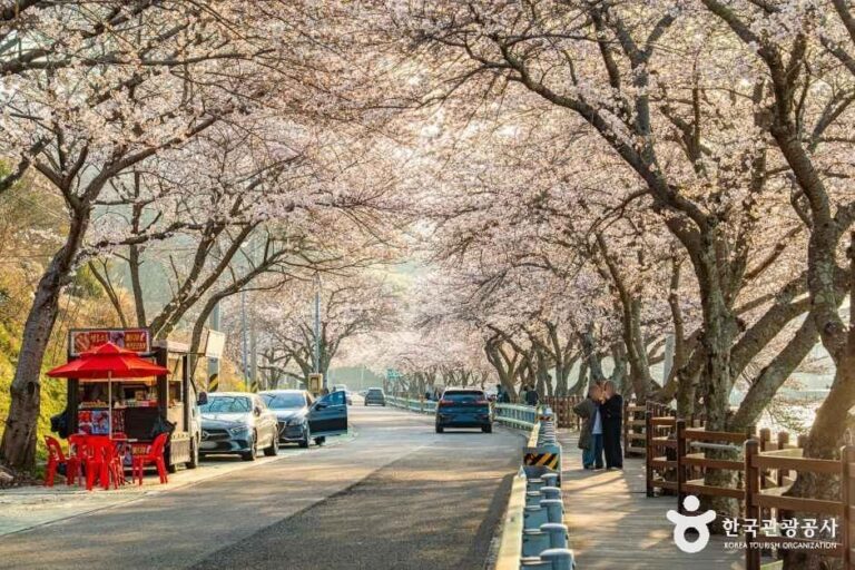 [경남] 왕지벚꽃길