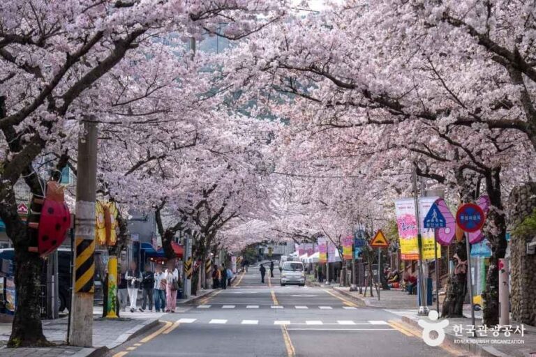 [경남] 봉숫골 벚꽃길