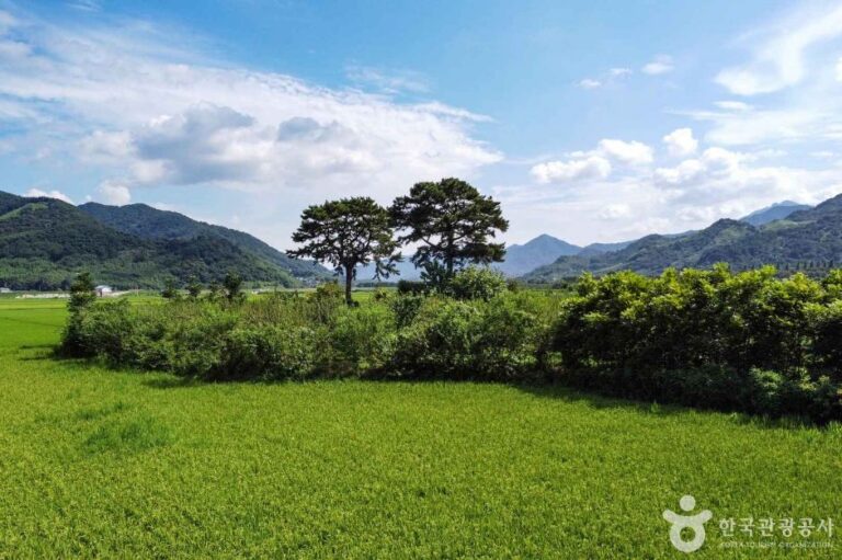 [경남] 평사리부부소나무