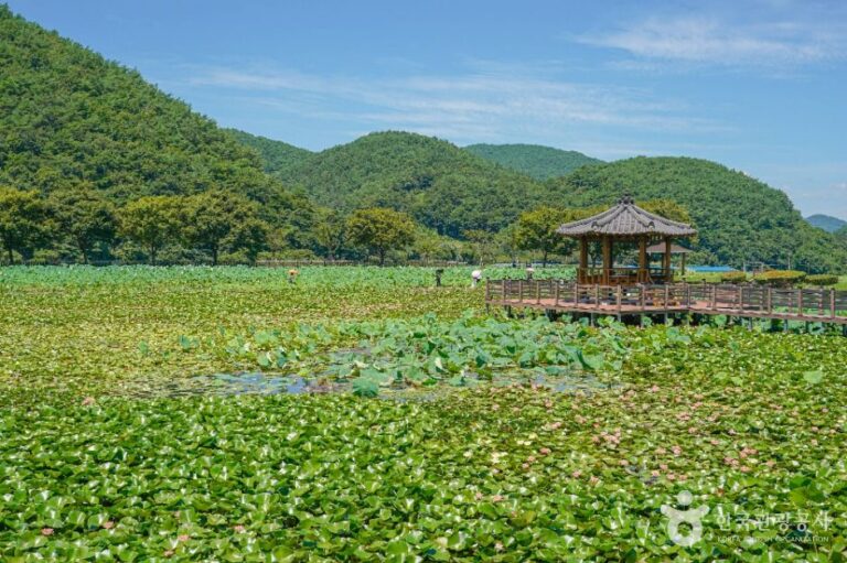 [경남] 상리연꽃공원