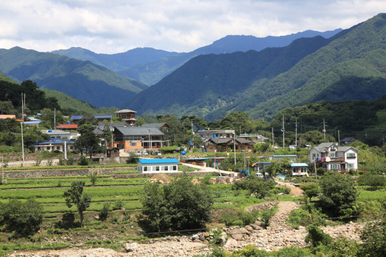 [경남] 화개동천 야생차밭