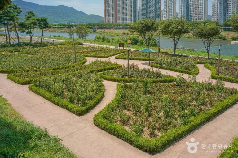 [경남] 장미공원(밀양)