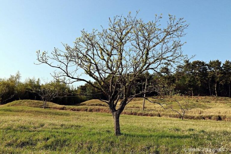 [경남] 고성 내산리 고분군