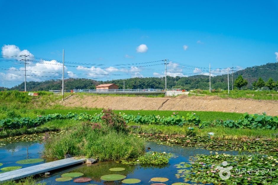 [경남] 우포가시연꽃마을