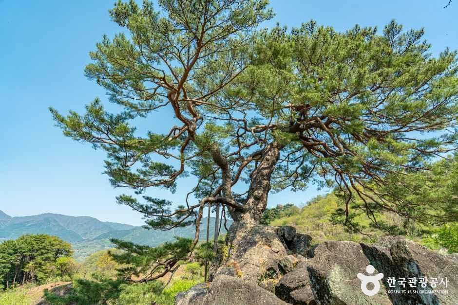 [경남] 하동 축지리 문암송(악양문암송)