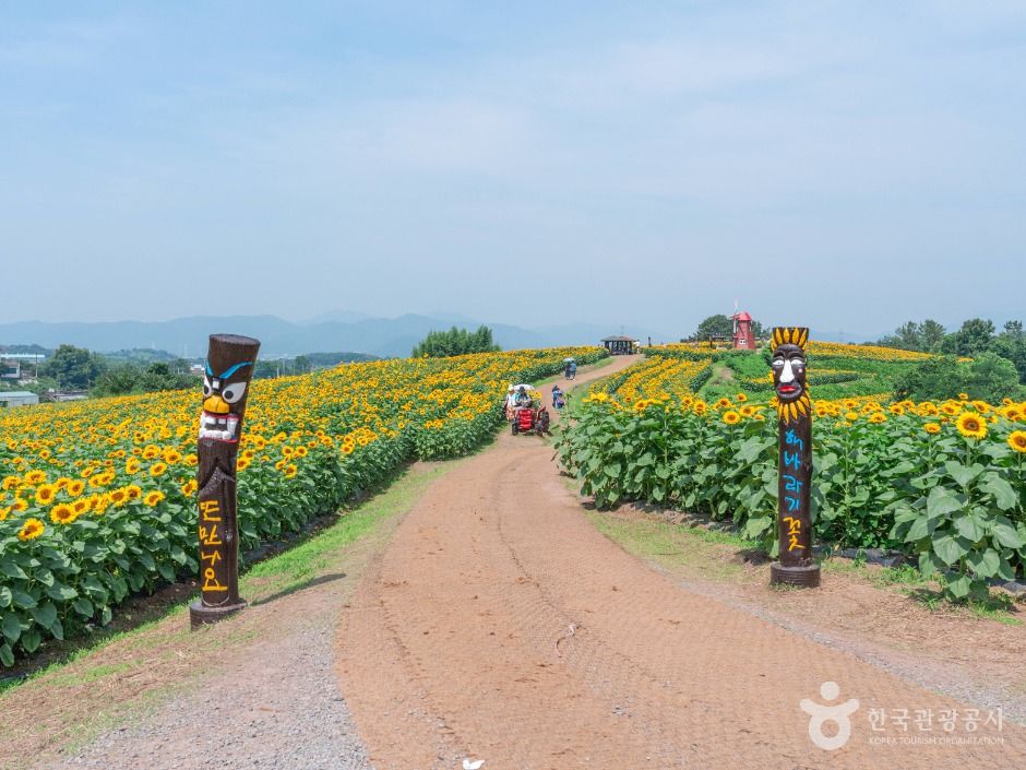 [경남] 강주 해바라기마을