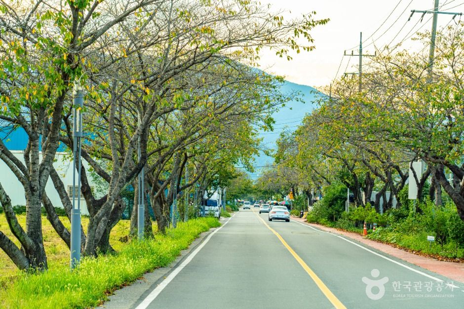 [경남] 하동명품배거리