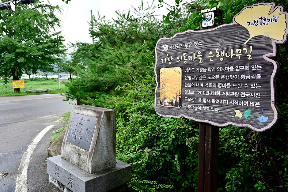 [경남] 거창은행나무길