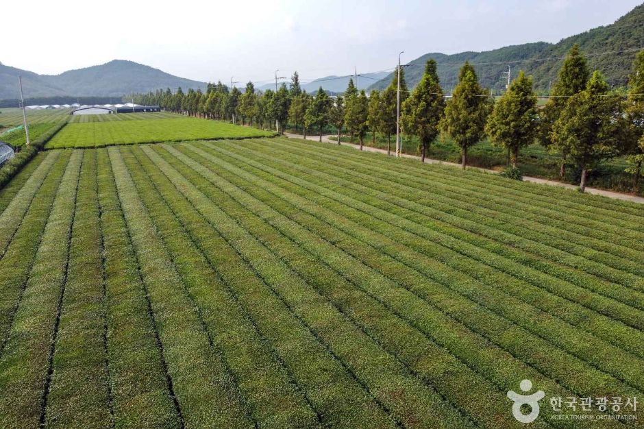 [경남] 사천녹차단지