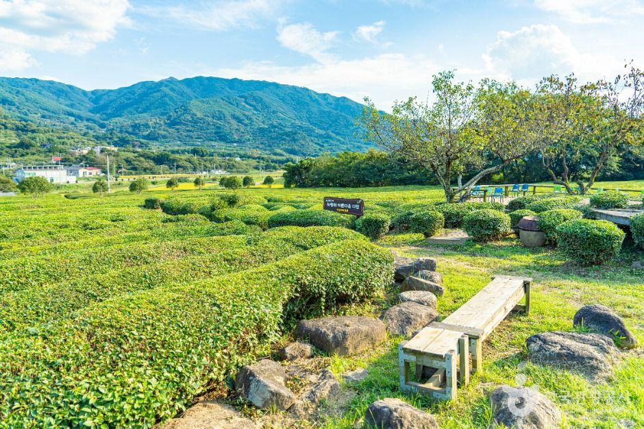 [경남] 매암제다원
