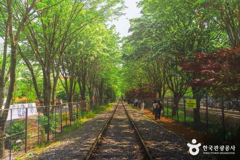 [전북] 팔복동 이팝나무 철길