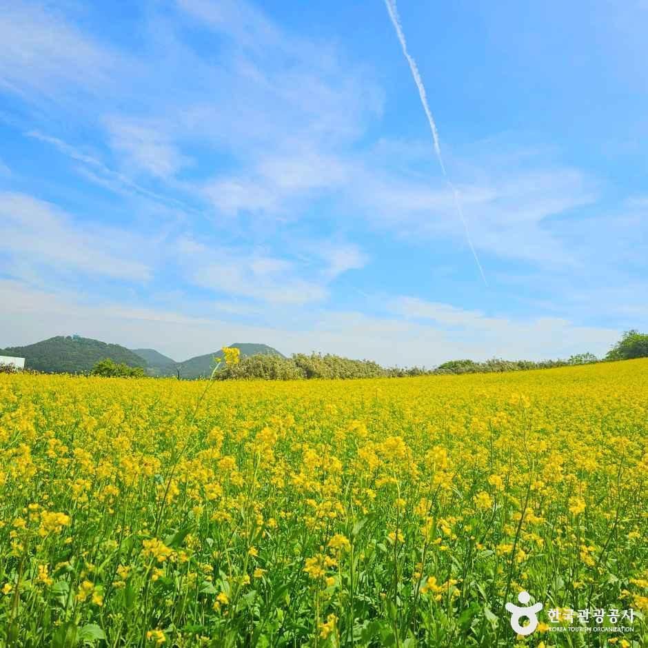 [전북] 수성당 유채꽃