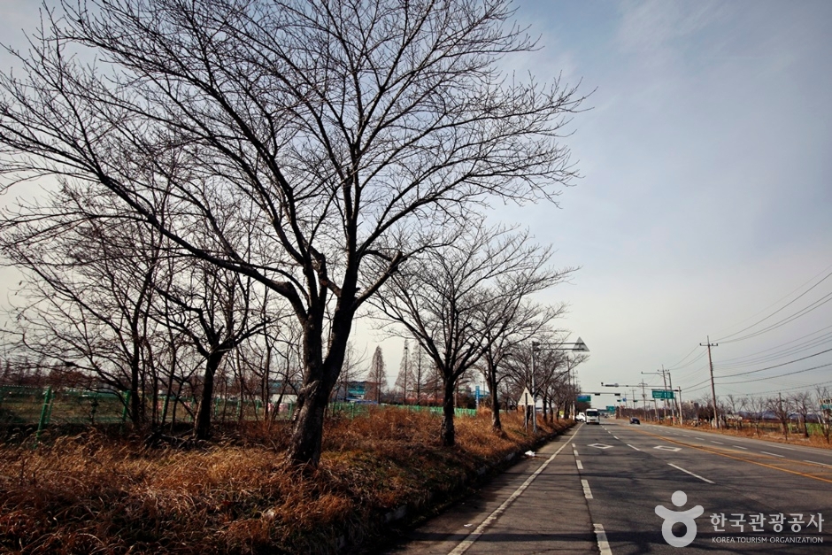 [전북] 전군가도100리벚꽃길