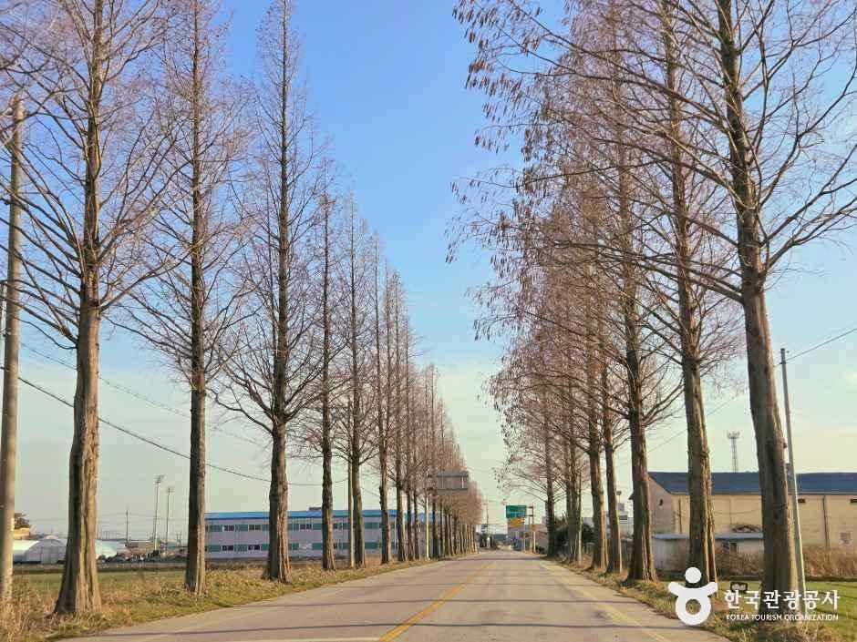[전북] 김제 메타세쿼이아길