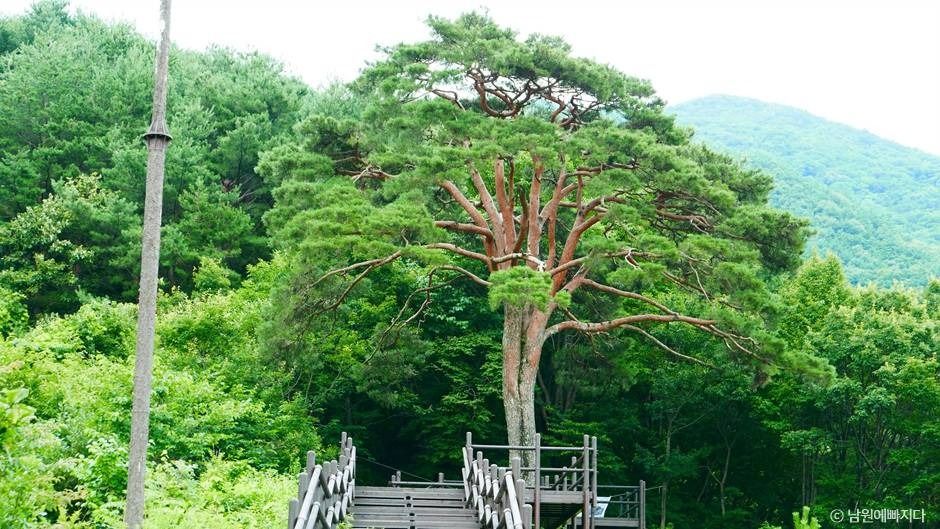 [전북] 지리산 천년송