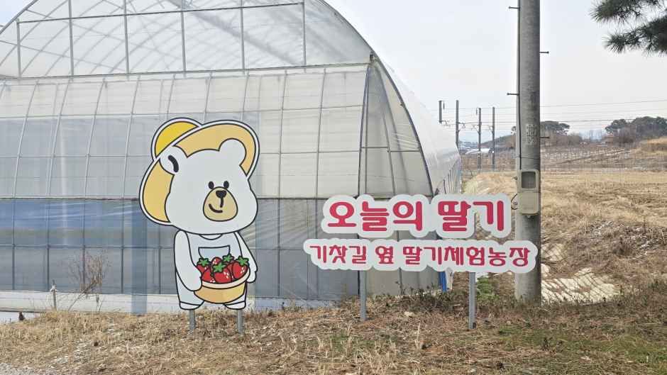 [전북] 오늘의 딸기