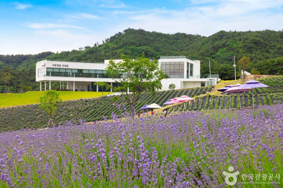 [전북] 정읍 허브원