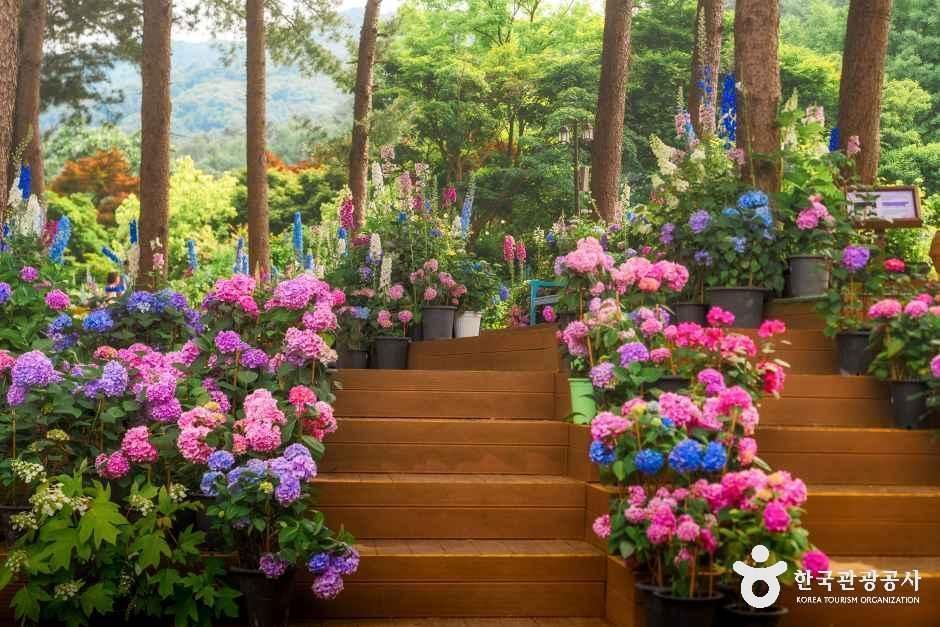 [경기] 아침고요수목원
