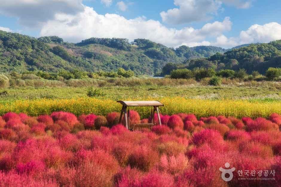 [경기] 임진강 댑싸리정원
