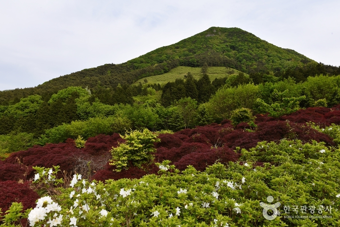 [전남광주통합특별시] 만연산