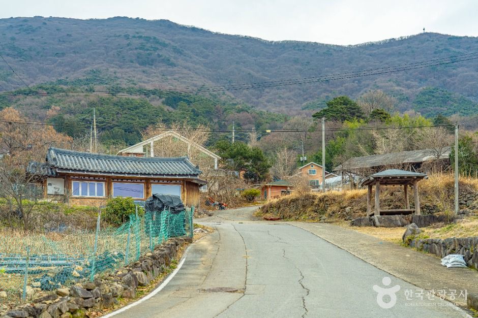 [전남광주통합특별시] 화순 수만리들국화마을