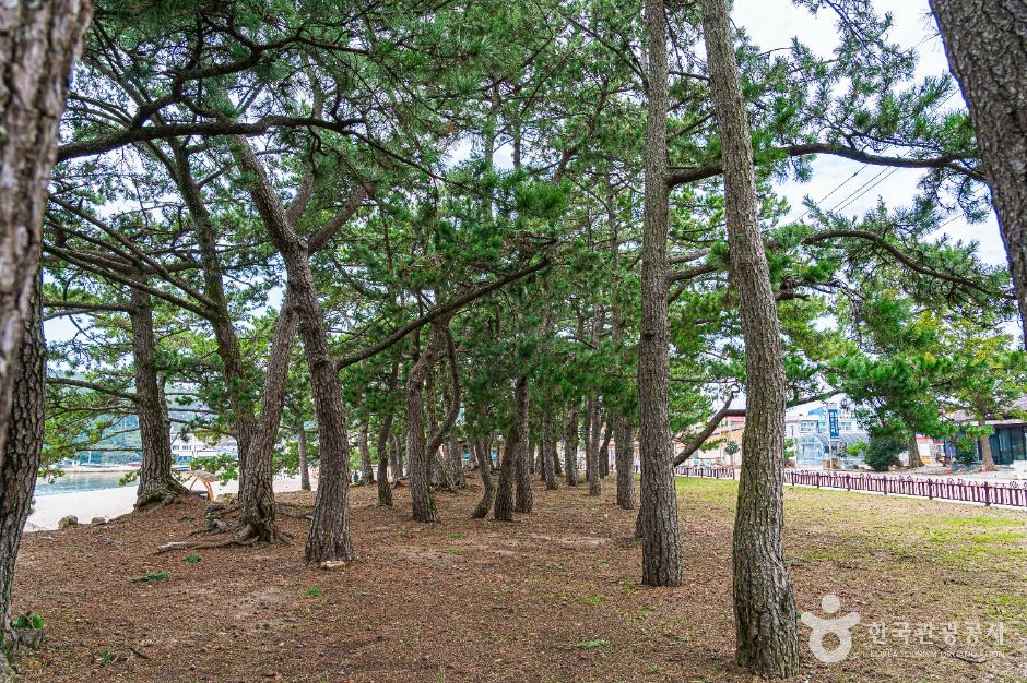 [전남광주통합특별시] 해남 송호리 해송림