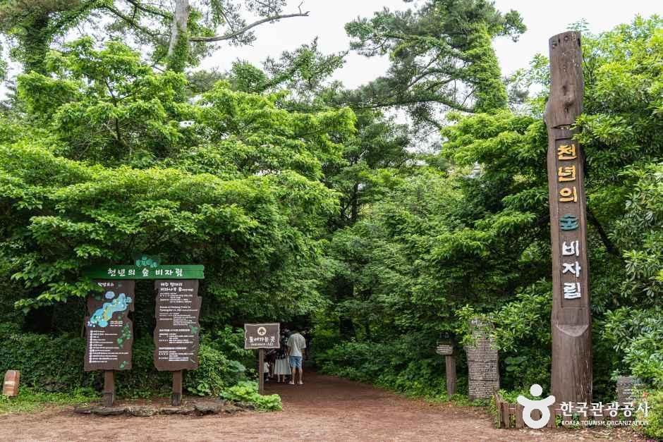 [제주] 비자림