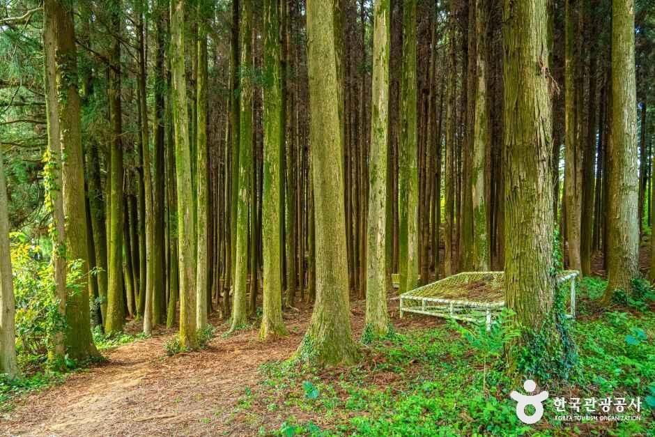 [제주] 고배기동산