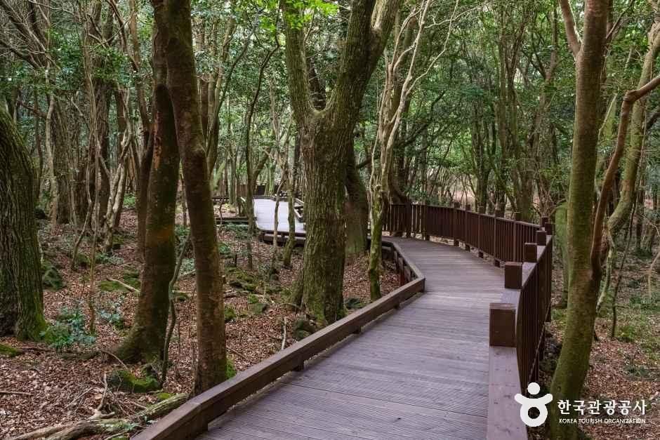 [제주] 서귀포 치유의 숲