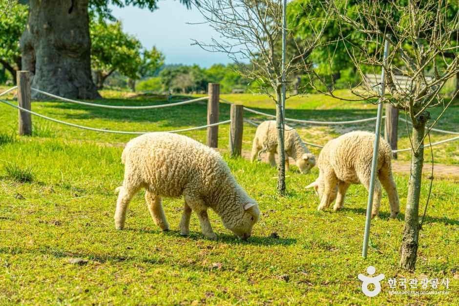 [제주] 제주양떼목장