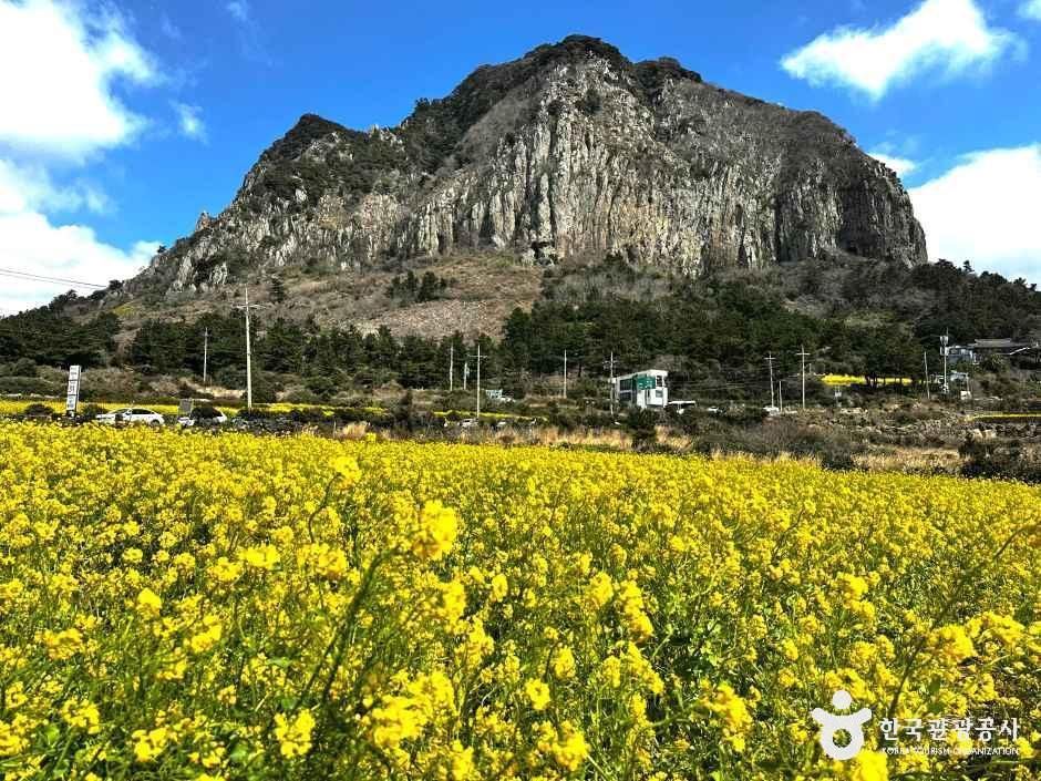 [제주] 산방산유채꽃밭
