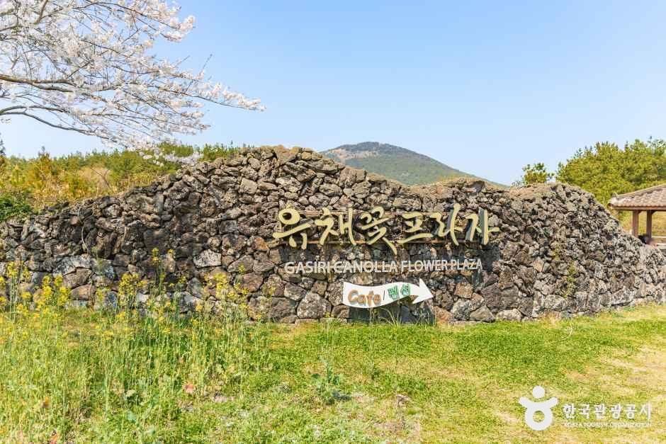 [제주] 유채꽃프라자