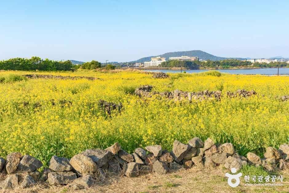 [제주] 유채꽃재배단지