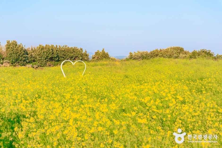 [제주] 일출봉유채밭