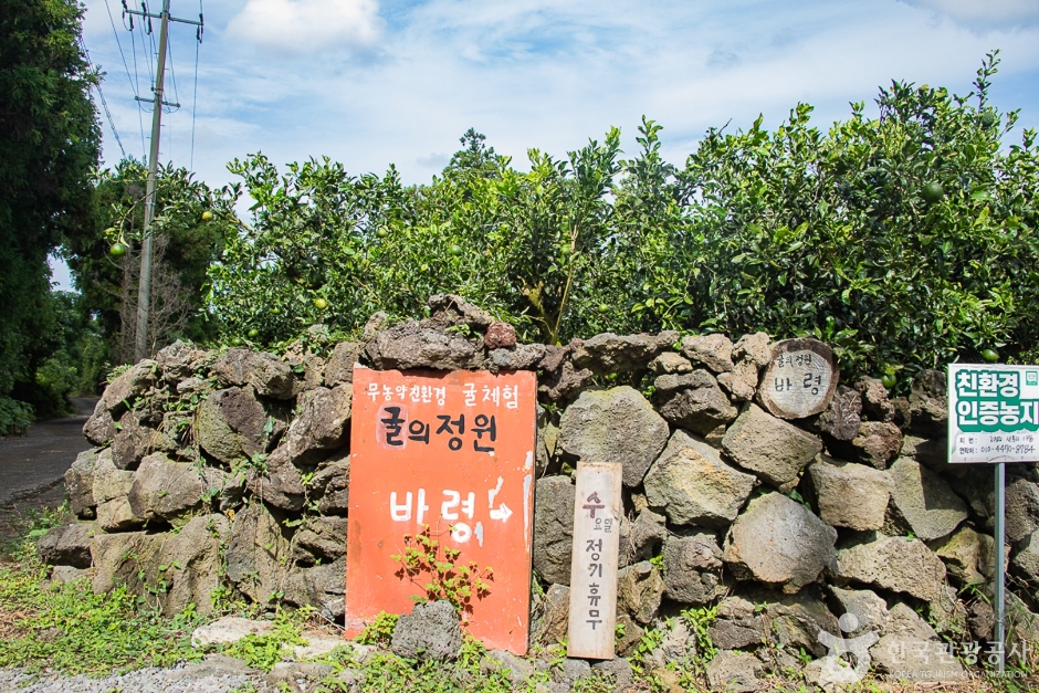 [제주] 귤의정원 바령