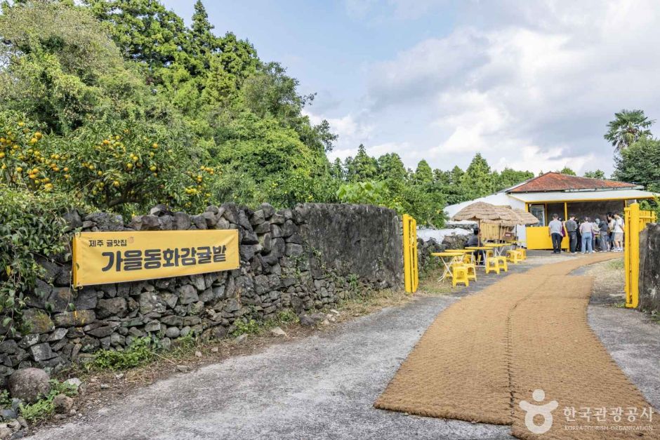 [제주] 가을동화 감귤밭