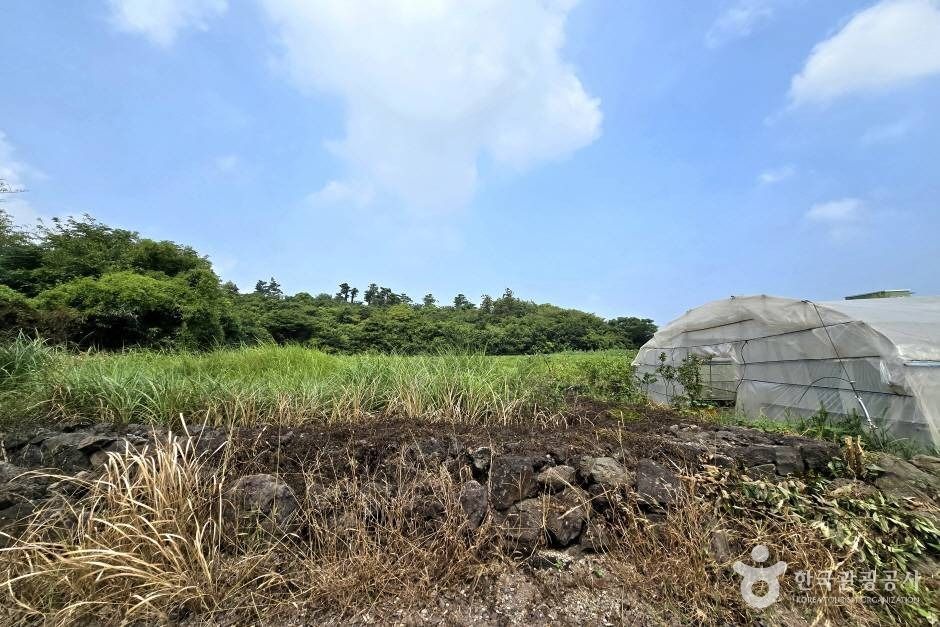 [제주] 가새기오름